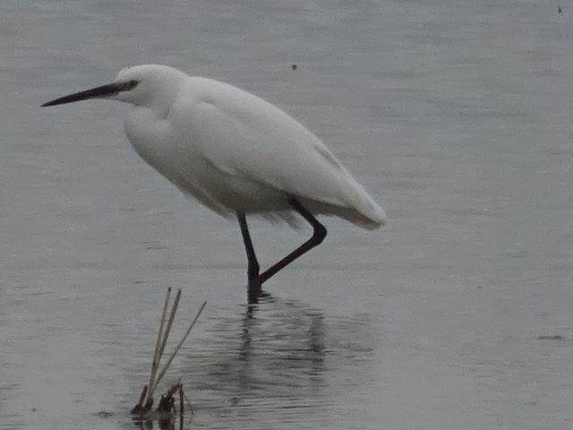 Amposta